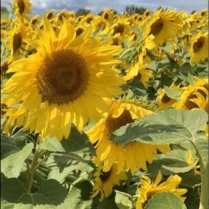 Meet your Posher, Skye